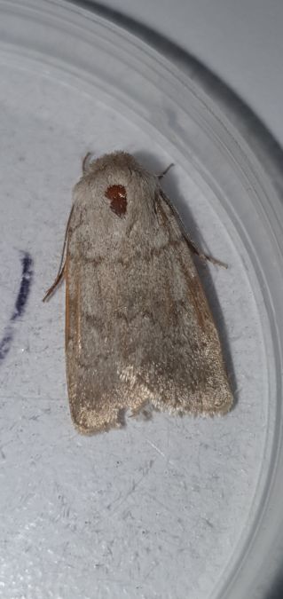 Eremodrina gilva  - Melchior Viallet