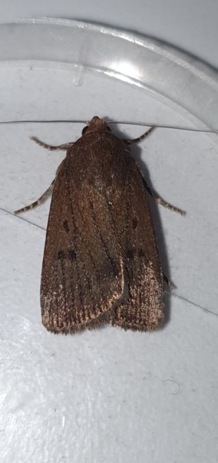 Amphipyra tragopoginis  - Melchior Viallet