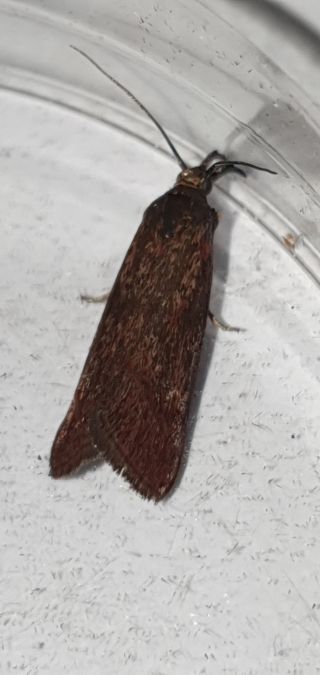 Hypochalcia ahenella  - Melchior Viallet