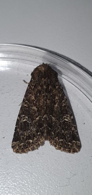 Apamea furva  - Melchior Viallet