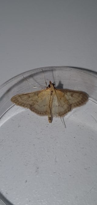 Paratalanta pandalis  - Melchior Viallet