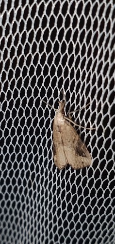 Schrankia costaestrigalis  - Melchior Viallet