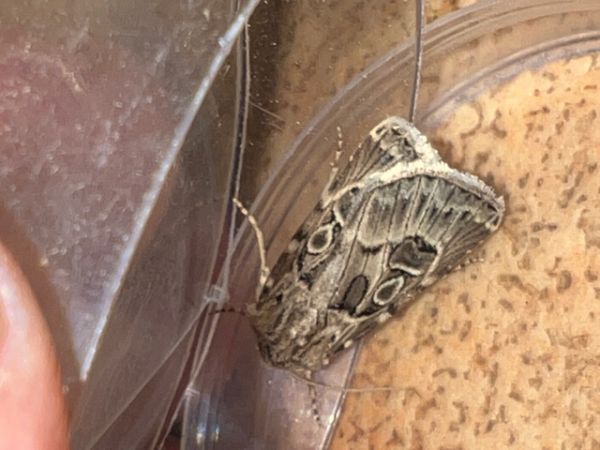 Agrotis obesa  - Melchior Viallet