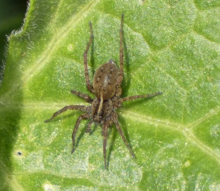 Pardosa sp.  - Georges Roca Filella