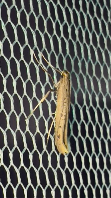Caloptilia betulicola  - Melchior Viallet