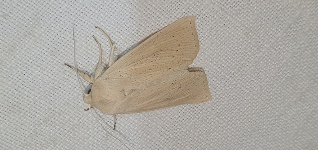 Rhizedra lutosa  - Melchior Viallet