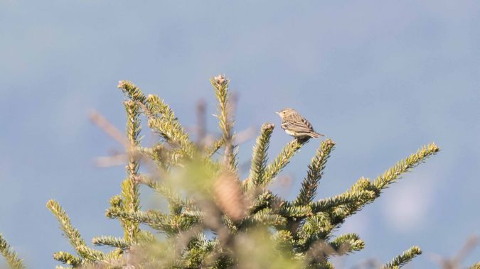 Tree Pipit  - Patrick Alberti