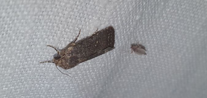 Caradrina germainii  - Melchior Viallet