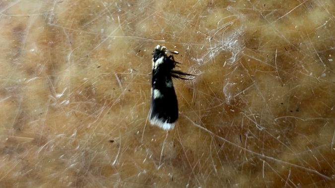 Ectoedemia subbimaculella  - Melchior Viallet
