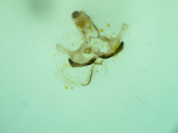 Coleophora kuehnella  - Melchior Viallet