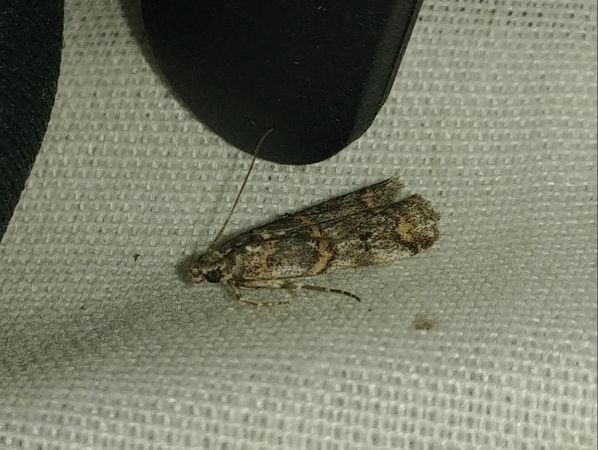 Khorassania compositella 