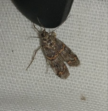 Khorassania compositella 