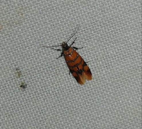 Promalactis procerella 