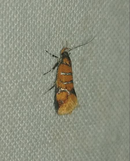 Promalactis procerella 