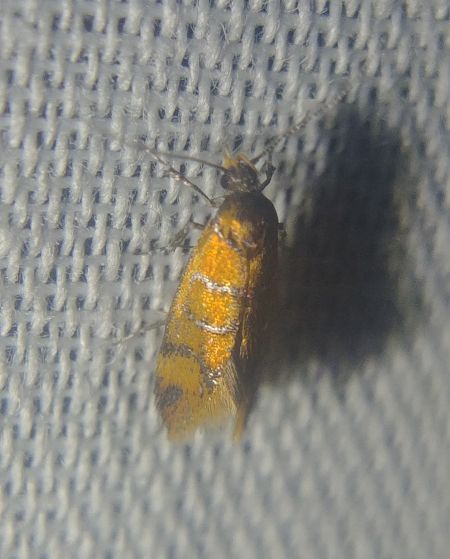 Promalactis procerella 
