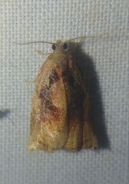 Archips betulana 