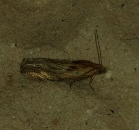 Eucosma sp. 
