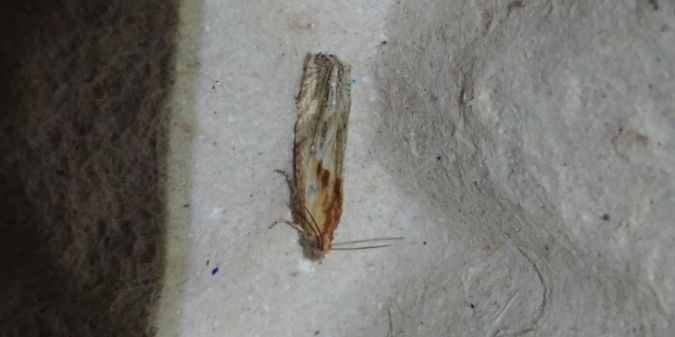 Eucosma sp. 