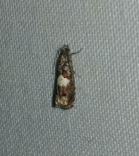 Epiblema cirsiana 