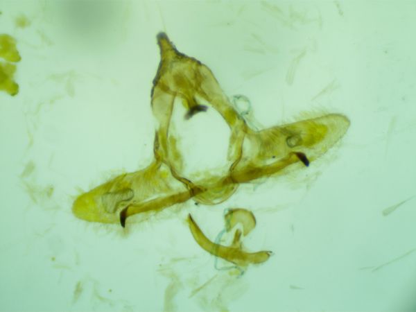 Cnephasia pasiuana  - Melchior Viallet