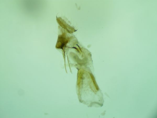 Aethes rubigana  - Melchior Viallet