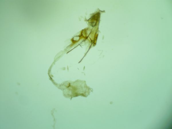Endothenia pullana  - Melchior Viallet