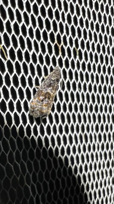 Endothenia pullana  - Melchior Viallet