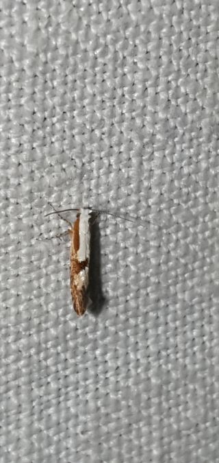 Argyresthia pruniella  - Melchior Viallet