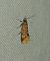 Promalactis procerella 