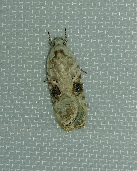 Agonopterix alstromeriana 