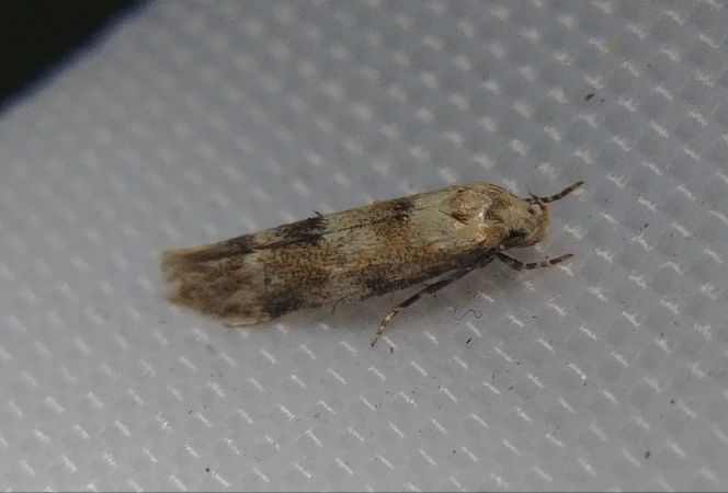 Mompha epilobiella 