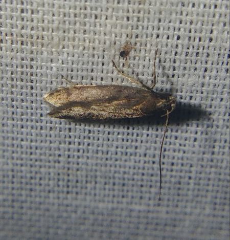 Chionodes distinctella 