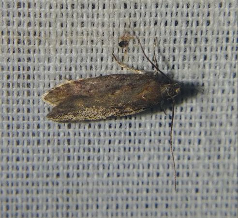 Chionodes distinctella 