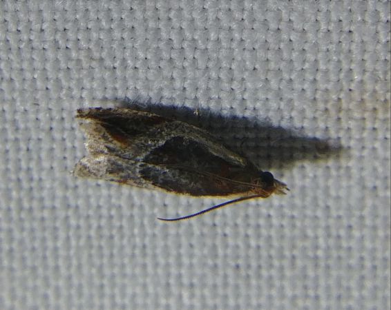 Ancylis unculana 