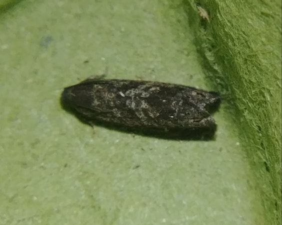 Grapholita sp. 