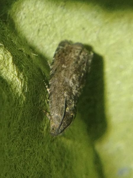 Grapholita sp. 