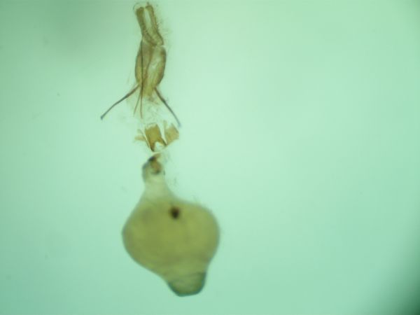 Eucosma albidulana  - Melchior Viallet