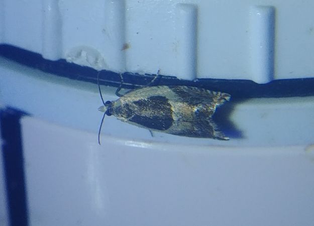 Ancylis unculana 