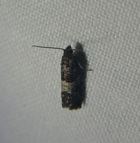 Spilonota laricana 