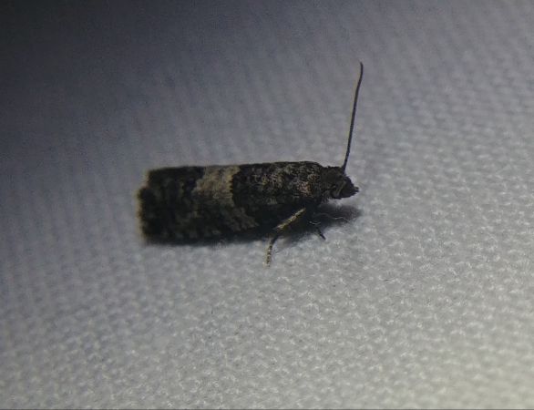 Spilonota laricana 