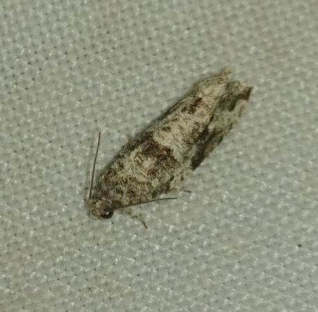 Epinotia nisella 