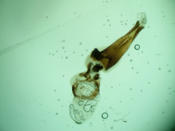 Dioryctria pineae  - Melchior Viallet
