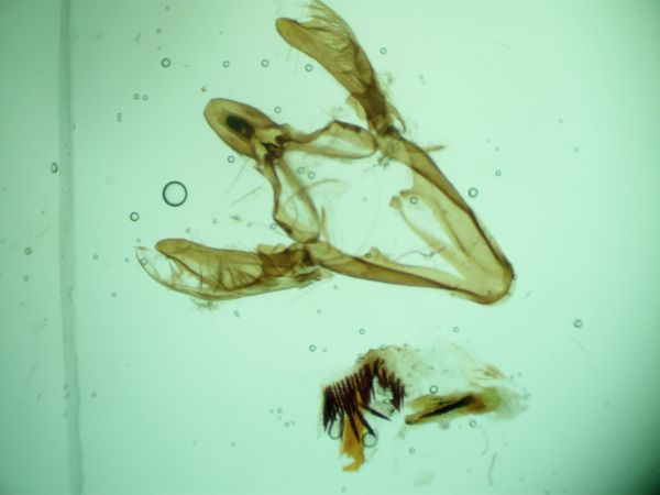 Dioryctria pineae  - Melchior Viallet