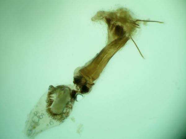 Dioryctria mendacella  - Melchior Viallet