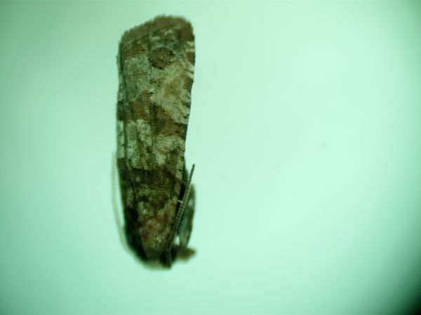 Lobesia littoralis  - Melchior Viallet