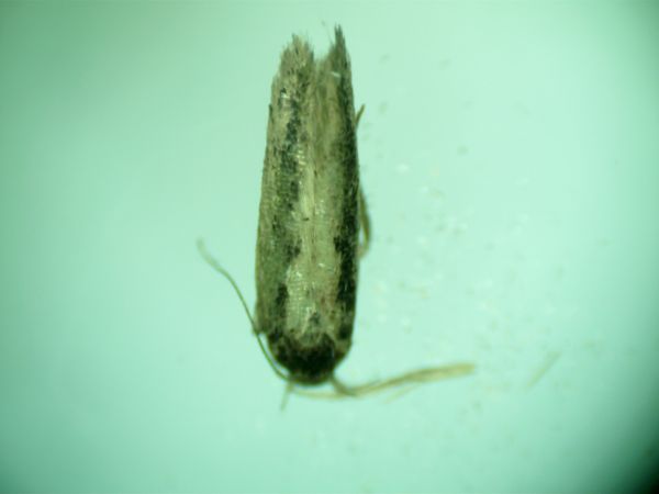 Bryotropha pallorella  - Melchior Viallet