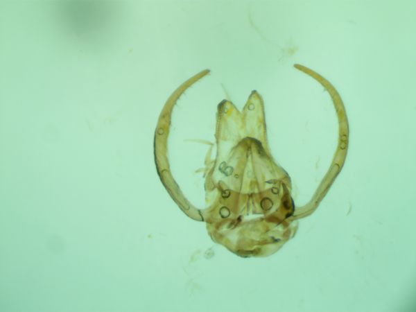 Stangeia siceliota  - Melchior Viallet