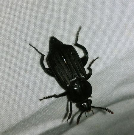 Necrodes littoralis 