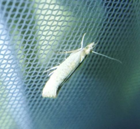 Ypsolopha alpella 