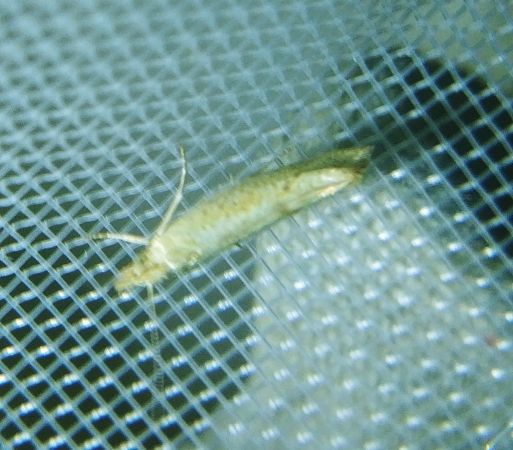 Ypsolopha alpella 